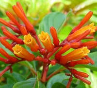 Image result for Flabellaria paniculata