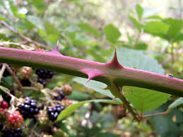 The most effective solution is to plant. Blackcurrant Vs Blackberry What S The Difference Ask Difference