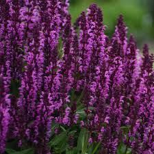 Before you dig the hole, the old farmer's almanac recommends loosening the soil and adding in compost. Salbei Perennial Salvia Bumbleberry Lichtnelke Pflanzenversand