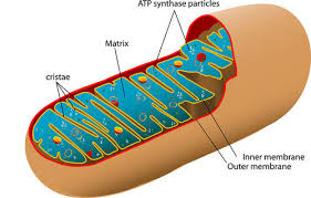 Cellular Respiration Process Read Biology Ck 12