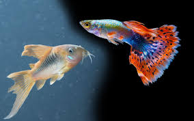 Make sure there is a steady flow of water all around the tank so the eggs can get oxygenated and decrease the chance of fungal growth. Guppies And Corydoras Can You Keep Them Together Aquariumnexus