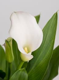 Calla Zantedeschia Aethiopica Gunstig Online Kaufen Pflanzen Schone Blumen Pflanzen Bestellen