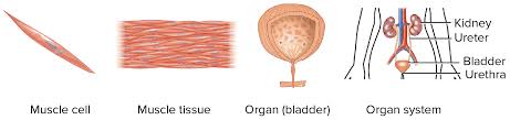 Check spelling or type a new query. Tissues Organs Organ Systems Article Khan Academy