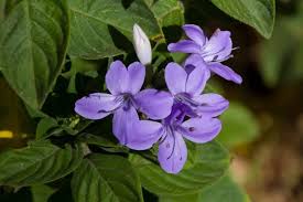 Image result for Browallia