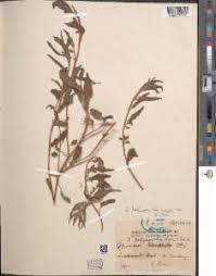 Image result for Ipomoea polymorpha