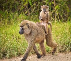 Olive Baboons With Images Animals Wild