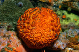 Image result for Kotschya stolonifera