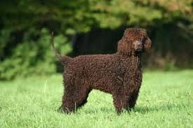 Image result for americký vodní španěl