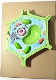 Eisco Labs 4 Part Plant Cell Model On Base Chloroplast Mitochondrion And Nucleus Removable 11 5 X 10 X 2 Plant Cell Model Plant Cell Cell Model