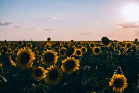 See more laptop wallpaper, anime laptop wallpaper, halloween laptop wallpaper, laptop backgrounds, tumblr laptop wallpaper, cute laptop wallpapers. Laptop Aesthetic Wallpapers Computer Wallpaper Desktop Wallpapers Cute Desktop Wallpaper Laptop Wallpaper