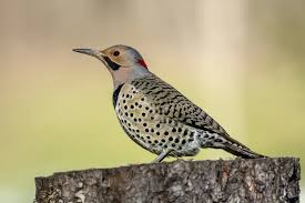 Image result for Colaptes auratus