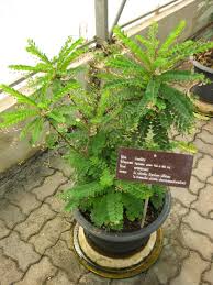 Image result for Phyllanthus manicaensis
