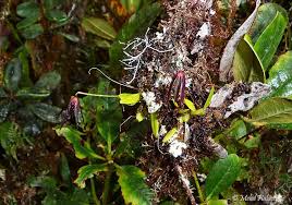 Image result for Bulbophyllum sandersonii