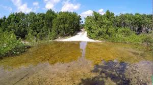 A large portion of this area where the endangered key largo woodrat lives includes dagny johnson key largo hammock botanical state park. Dagny Johnson Botanical State Park Key Largo Florida Youtube