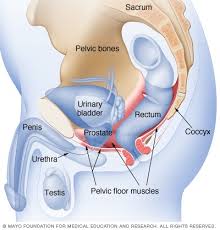 Eyaculacion Precoz Diagnostico Y Tratamiento Mayo Clinic