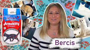 dev kedi main coon un tercihi armo kitty kedi kumu bercis youtube