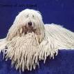 Komondor Puppies for Sale - mossyfallsfarm