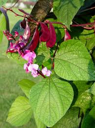 Green bean plant with purple flowers. Purple Hyacinth Bean Garden Housecalls