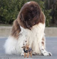 Maybe you would like to learn more about one of these? Are U My Dad Newfoundland Dog Big Dogs Dogs