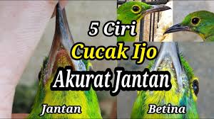 We did not find results for: Download Cucak Ijo Trotol Mp3 Mp4 3gp Flv Download Lagu Mp3 Gratis