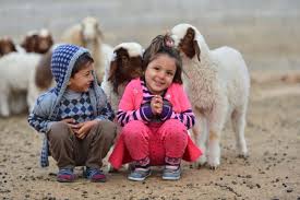 Adaklik Koyun Ankara Adaklik Ankara Adaklik Kurban Ankara Hayvan Fotograf Cocuk