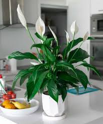 We did not find results for: Lucky Plants To Attract Prosperity Positive Energy And Good Luck Indoors