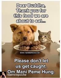 Reposted From Tsem Rinpoche Http Bit Ly Animalvegetarianism Articles On Animals Vegetarianism And Environment Teach Dog Tricks Funny Animal Memes Animals
