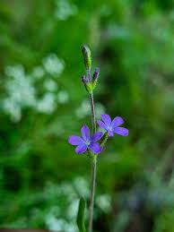 Image result for Buchnera hispida