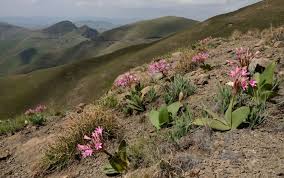 Image result for Brunsvigia