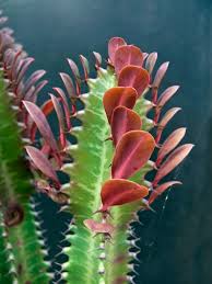 Image result for Euphorbia dedzana