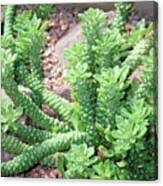 Image result for Monadenium friesii