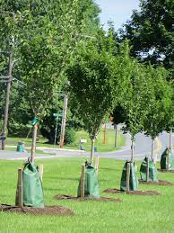 See more ideas about bench around trees, backyard, backyard landscaping. What Is That Oh It S A Treegator The Green Thumb 2 0