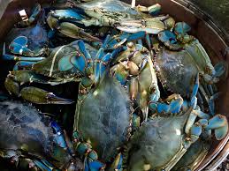 Shell out copycat recipe | homemade shell out that tastes similar to restaurant style ingredients: Chasing The Chesapeake Bay Blue Crab