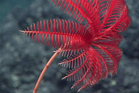 Maybe you would like to learn more about one of these? Fosil 480 Juta Tahun Ungkap Evolusi Lili Laut Republika Online