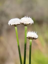 Image result for Eriocaulon bongense