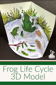 Frog Life Cycle 3d Model Did You Know That When Your Students Are Developing And Using Models They Are Engaging I Lifecycle Of A Frog Life Cycles Frog Life