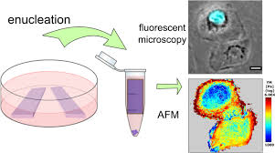 Observe cells under microscope using filters for fitc, cy5, and dapi. Nanomechanical Properties Of Enucleated Cells Contribution Of The Nucleus To The Passive Cell Mechanics Journal Of Nanobiotechnology Full Text