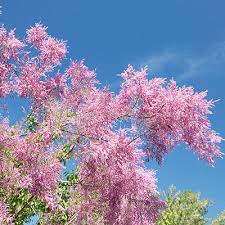 Image result for tamarix ramosissima pink cascade