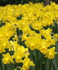 Narcissus Sabatini Of Perfect Form And Substance Like Its Parent N Primeur Sabatini Has A Large 4 1 2 Wide Flower With A B Bulb Flowers Daffodils Narcissus