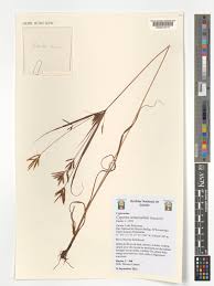 Image result for Cyperus tenuiculmis