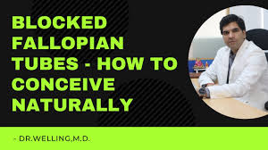 This demonstration was done at the 4th international beef cattle welfare symposium on the isu campus ames, ia. 1 Treatment Of Blocked Fallopian Tubes Get Pregnant Naturally