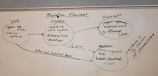 We would like to show you a description here but the site won't allow us. Dna Mutation Simulation Answer Key Quizlet 700 Biology Ideas Biology Teaching Biology Teaching Science Terms In This Set 25 Kristinem Fiery