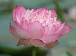 The Lotus Blooms From A Muddy Swamp The Deeper The Swamp The More Beautiful It Appears Like Life Our Obstacles A Lotus Flower Meaning Indian Flowers Flowers