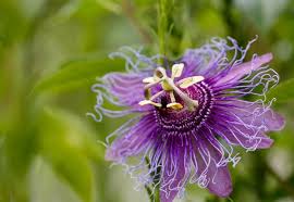 We did not find results for: A View Of A Purple Flower With A Yellow Middle State Parks Vacation Spots Purple Flowers