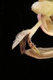 Image result for Bulbophyllum schinzianum
