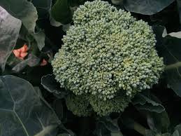 Tbi Blogs 5 Winter Vegetables You Can Grow At Home This Season
