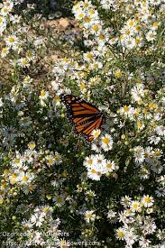 Late Nectar Source For Monarchs Xeriscape Plants Xeriscape Wildflower Garden