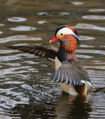 Mandarina duck is an italian brand that specializes in leather goods and travel items. Mandarin Duck Gentlemen Have 2 Faces In Spring Dating And Fighting Cgtn