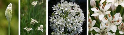 Free shipping on qualified orders. Garlic Chives Allium Tuberosum Wisconsin Horticulture