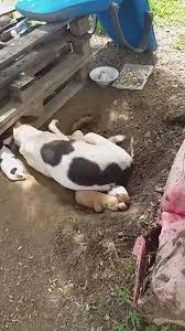 The shocking number of animal cruelty cases reported every day is just the tip of the iceberg—most cases are never reported. Stray Mother Dog Feeding Her Puppies Stabbed In Random Act Of Cruelty Pet Rescue Report